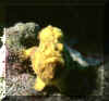 Frog fish 2.JPG (61773 bytes)