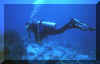 Elegant diver small.JPG (74712 bytes)