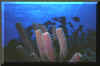 blue tang & tube sponge.JPG (321240 bytes)